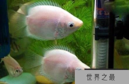 接吻鱼真的会接吻吗？