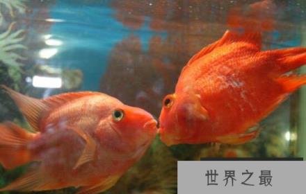 接吻鱼真的会接吻吗？
