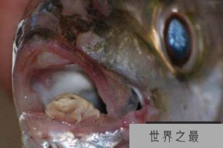 缩头鱼虱能食用？形态奇异是中药材
