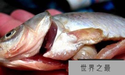 缩头鱼虱能食用?形态奇异是中药材