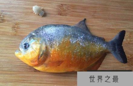 缩头鱼虱能食用?形态奇异是中药材