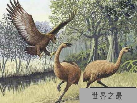 史前巨兽杀人鹰 成年人也是它猎捕的对象