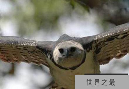 史前巨兽杀人鹰 成年人也是它猎捕的对象