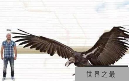 史前巨兽杀人鹰 成年人也是它猎捕的对象