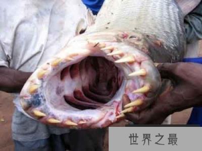 各种千年老鱼怪 异型鱼图片