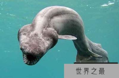 各种千年老鱼怪 异型鱼图片