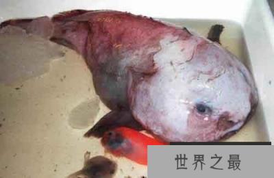 各种千年老鱼怪 异型鱼图片