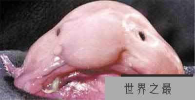 各种千年老鱼怪 异型鱼图片