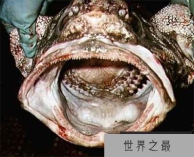 各种千年老鱼怪 异型鱼图片