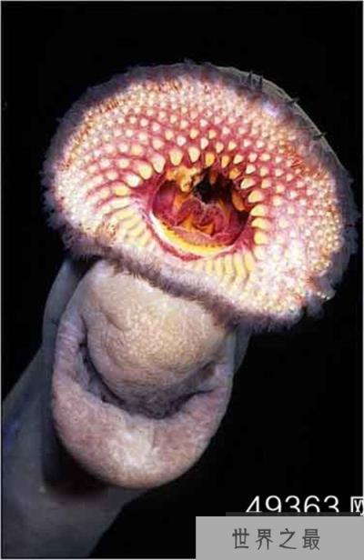 各种千年老鱼怪 异型鱼图片