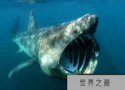 各种千年老鱼怪 异型鱼图片