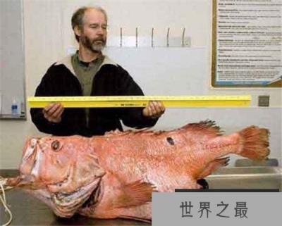 各种千年老鱼怪 异型鱼图片