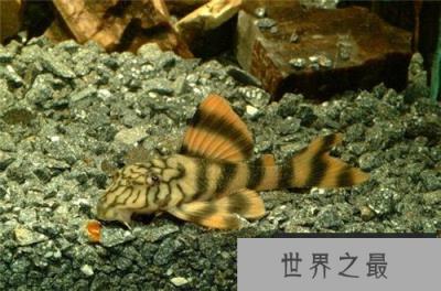 各种千年老鱼怪 异型鱼图片