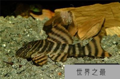 各种千年老鱼怪 异型鱼图片