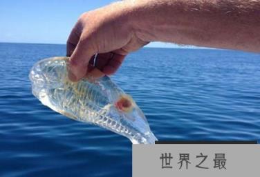 神秘海洋怪物:从透明虾到巨型大王乌贼