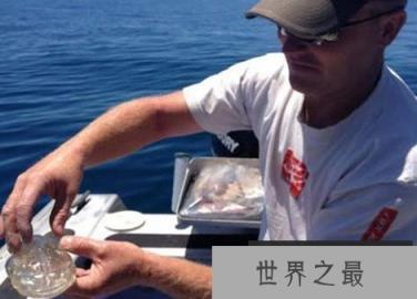 神秘海洋怪物:从透明虾到巨型大王乌贼