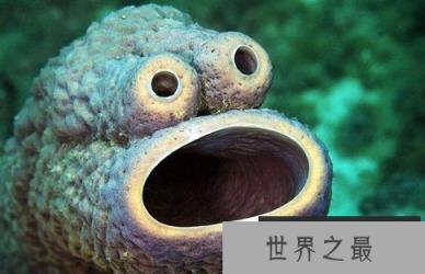 神秘海洋怪物:从透明虾到巨型大王乌贼