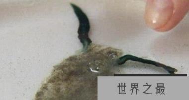 神秘海洋怪物:从透明虾到巨型大王乌贼