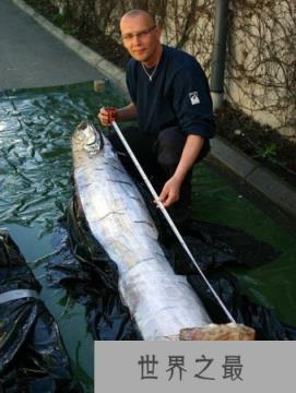 神秘海洋怪物:从透明虾到巨型大王乌贼