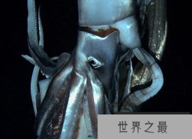 神秘海洋怪物:从透明虾到巨型大王乌贼