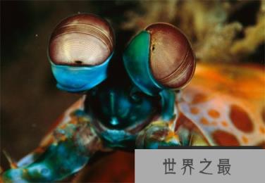 神秘海洋怪物:从透明虾到巨型大王乌贼