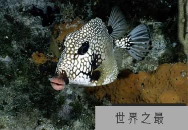 神秘海洋怪物:从透明虾到巨型大王乌贼