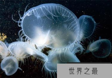 神秘海洋怪物:从透明虾到巨型大王乌贼