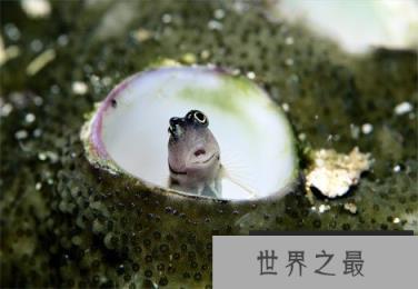 神秘海洋怪物:从透明虾到巨型大王乌贼