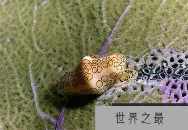 神秘海洋怪物:从透明虾到巨型大王乌贼