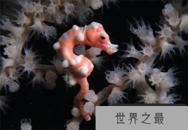 神秘海洋怪物:从透明虾到巨型大王乌贼