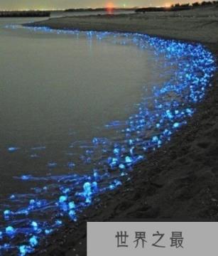 神秘海洋怪物:从透明虾到巨型大王乌贼