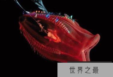 神秘海洋怪物:从透明虾到巨型大王乌贼