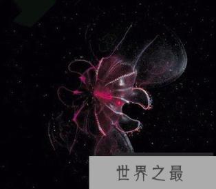 神秘海洋怪物:从透明虾到巨型大王乌贼