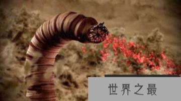 揭开蒙古死亡之虫的面纱，并不是一个传说是真的！