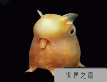 神秘海洋怪物:从透明虾到巨型大王乌贼