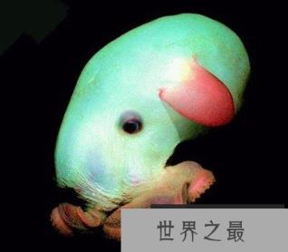 神秘海洋怪物:从透明虾到巨型大王乌贼