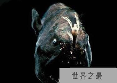 神秘海洋怪物:从透明虾到巨型大王乌贼