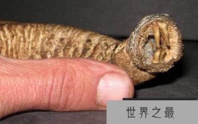 揭开蒙古死亡之虫的面纱，并不是一个传说是真的！