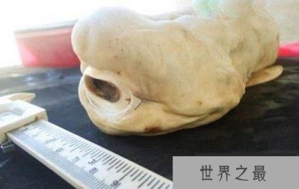 自然界中存的“超级怪物”八个极其怪异的动物