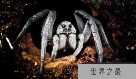 自然界中存的“超级怪物”八个极其怪异的动物