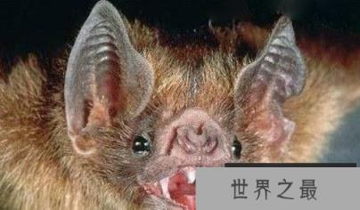 自然界中存的“超级怪物”八个极其怪异的动物