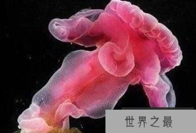 自然界中存的“超级怪物”八个极其怪异的动物