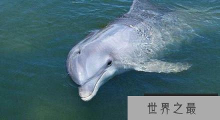 全世界近十年灭绝动物盘点 灭绝原因竟是这个！