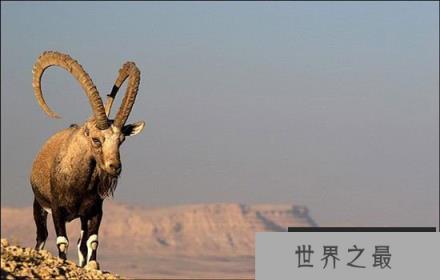 全世界近十年灭绝动物盘点 灭绝原因竟是这个！