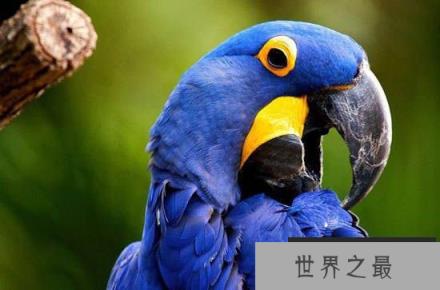 全世界近十年灭绝动物盘点 灭绝原因竟是这个！