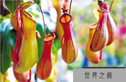 食肉植物的杀伤力多大呢？图解食肉植物捕食过程