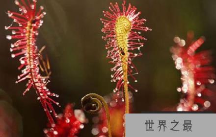 食肉植物的杀伤力多大呢？图解食肉植物捕食过程