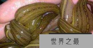 神秘恐怖生物暴君水蛭