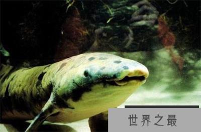 世界最长寿鱼90岁离世! 澳大利亚肺鱼接受安乐死