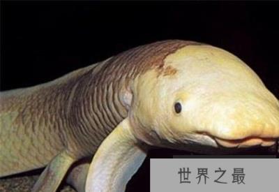 世界最长寿鱼90岁离世! 澳大利亚肺鱼接受安乐死